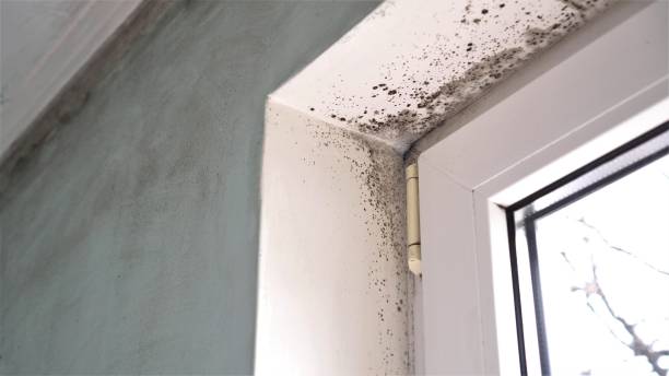 Best Black Mold Remediation in East End, AR