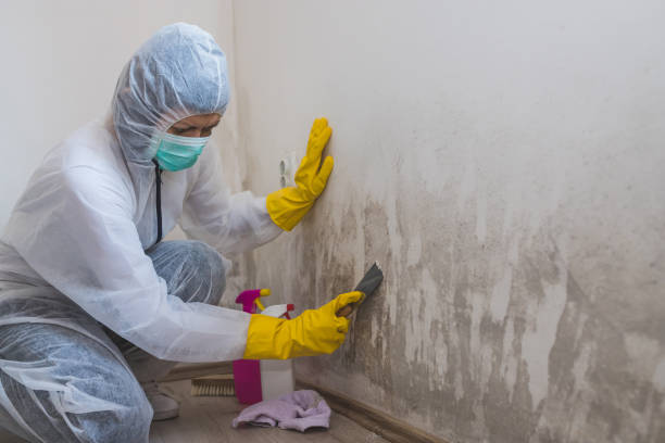 Best White Mold Remediation in East End, AR