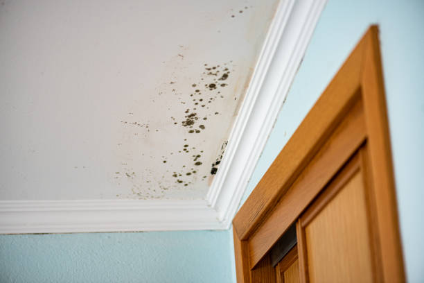 Best DIY Mold Remediation Support Services in East End, AR