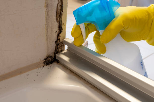 Best Mold Remediation for Specific Building Types in East End, AR