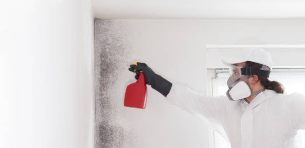 Best Residential Mold Remediation in East End, AR