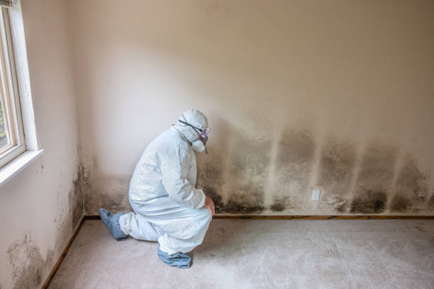 Best Mold Remediation for Specific Building Types in East End, AR