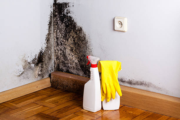 Professional Mold Remediation in East End, AR