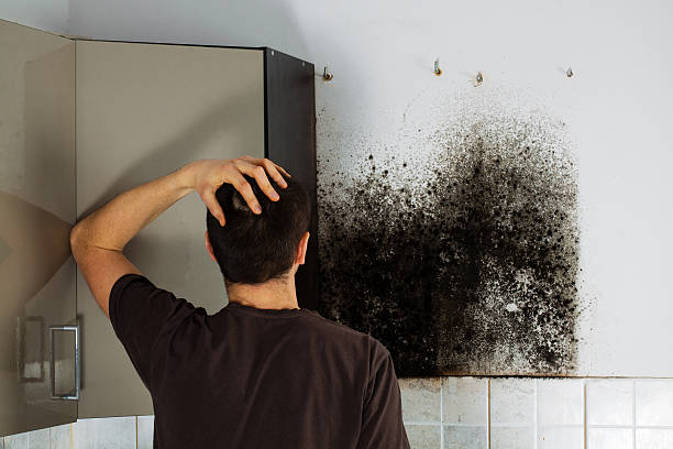 Best Emergency Mold Remediation in East End, AR