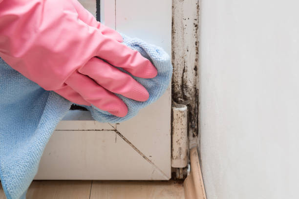 Best Bathroom Mold Remediation in East End, AR