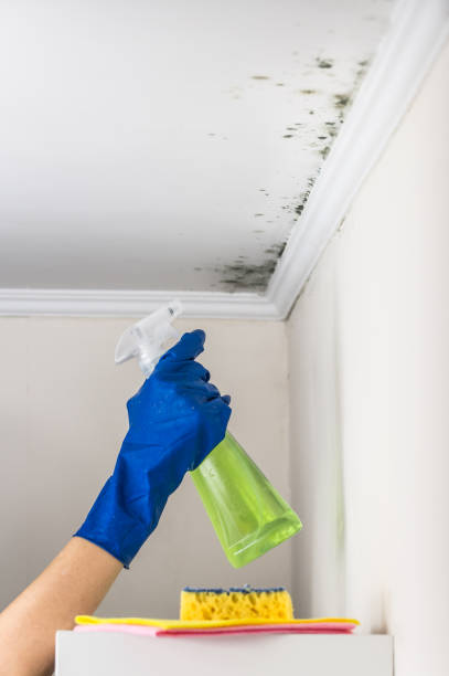 Best Mold Remediation for Schools in East End, AR